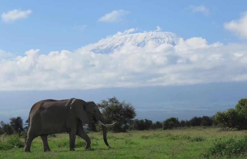 Amboseli National Park