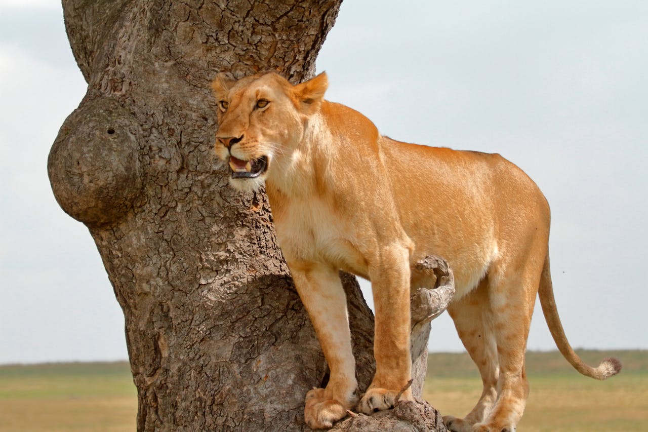 Masai Mara National Reserve