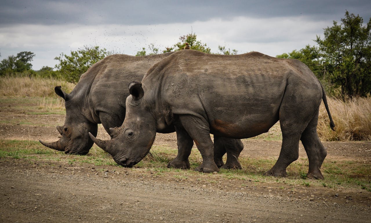 Laikipia Plateau