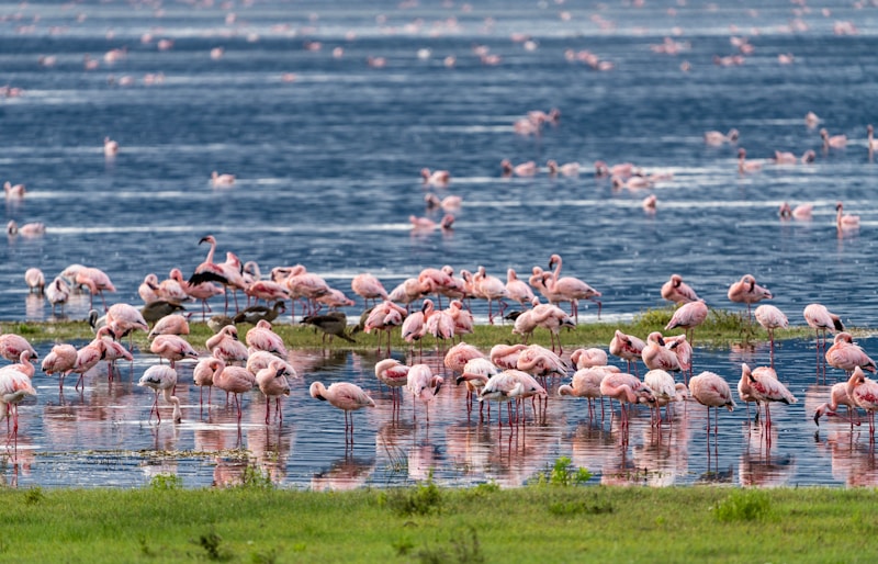 Ngorongoro Crater