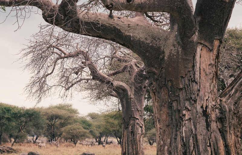 Tarangire National Park