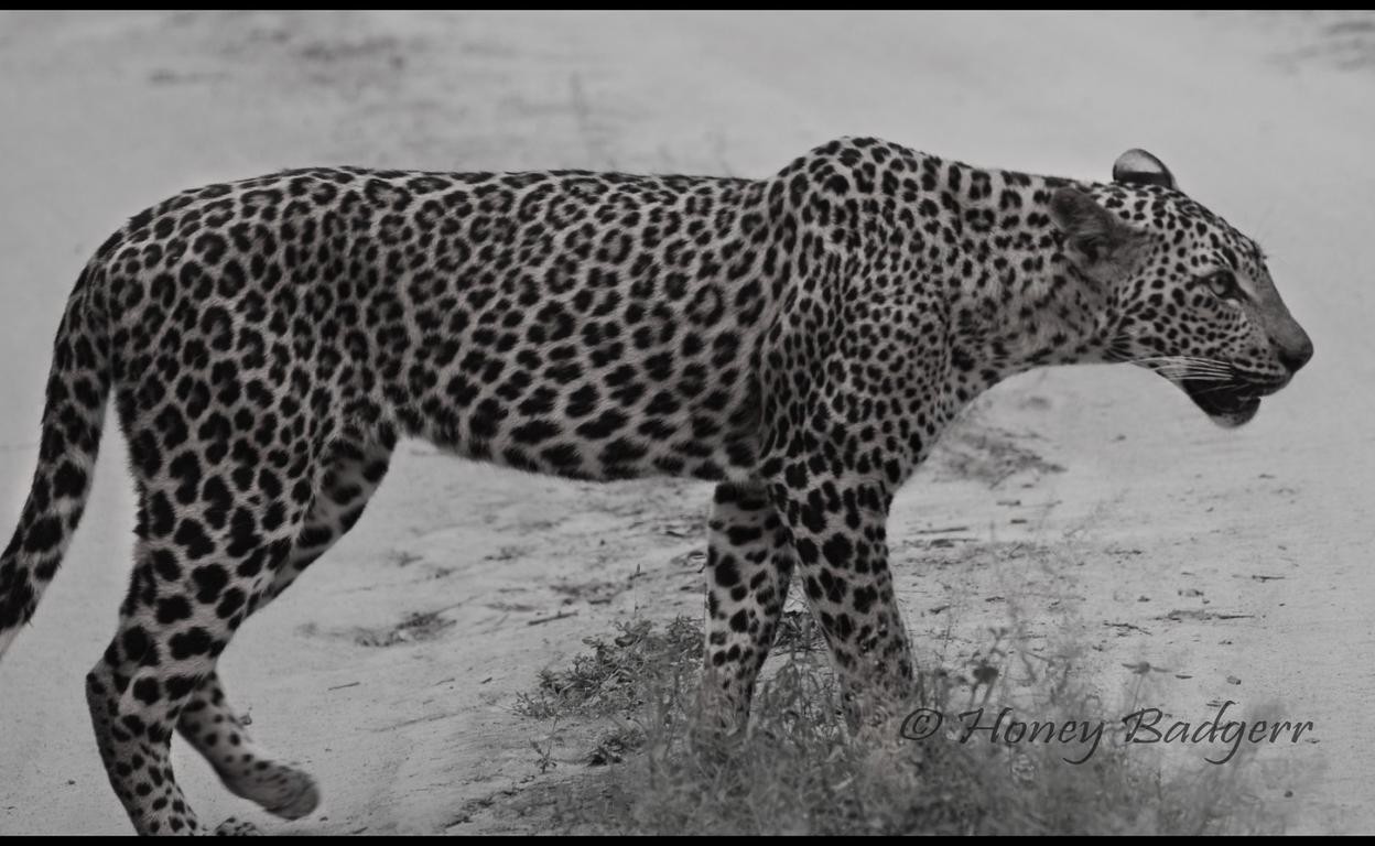 Yala National Park